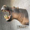 African Hippopotamus Taxidermy Shoulder Mount For Sale - Image 3