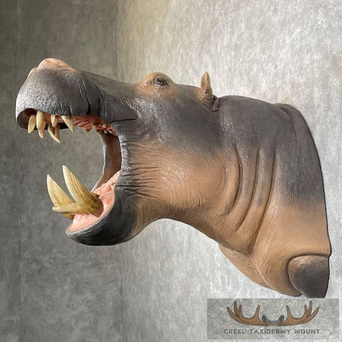 African Hippopotamus Taxidermy Shoulder Mount For Sale - Image 3
