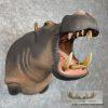 African Hippopotamus Taxidermy Shoulder Mount For Sale - Image 4