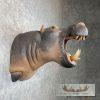 African Hippopotamus Taxidermy Shoulder Mount For Sale - Image 5