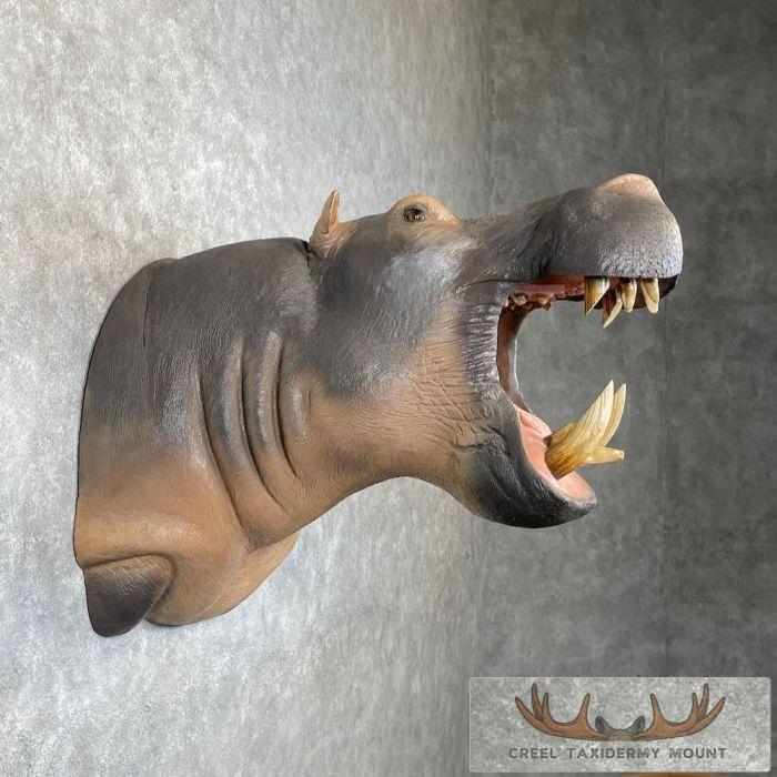 African Hippopotamus Taxidermy Shoulder Mount For Sale - Image 5