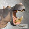 African Hippopotamus Taxidermy Shoulder Mount For Sale - Image 6