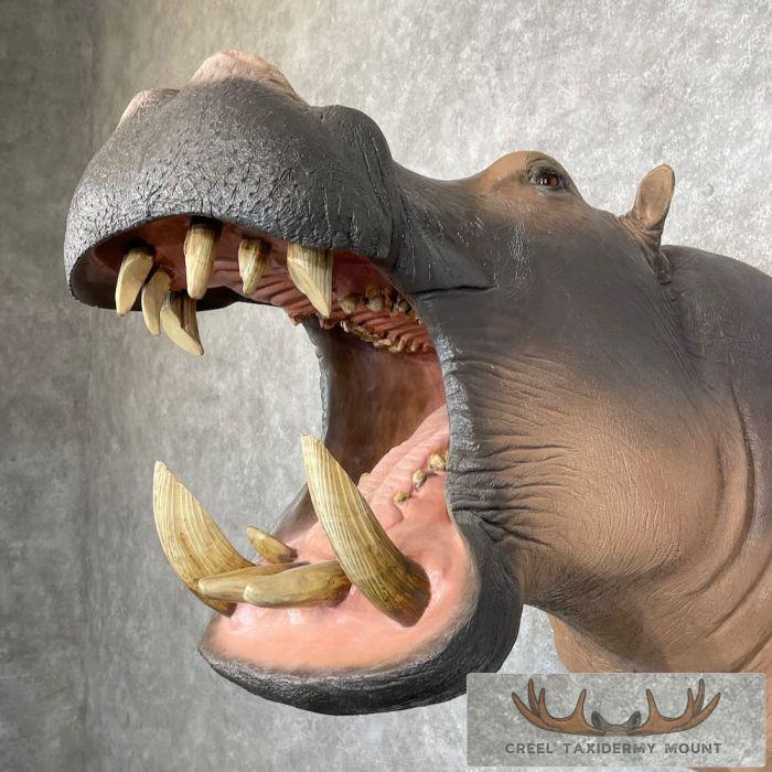 African Hippopotamus Taxidermy Shoulder Mount For Sale - Image 8