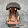 African Hippopotamus Taxidermy Shoulder Mount For Sale - Image 7