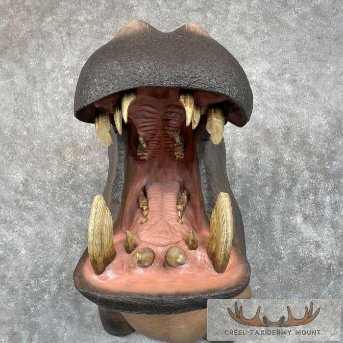African Hippopotamus Taxidermy Shoulder Mount For Sale - Image 7