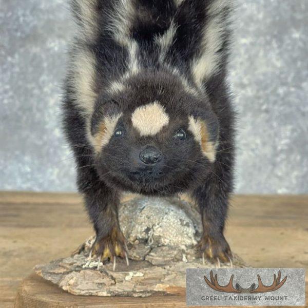 Eastern Spotted Skunk Life-Size Taxidermy Mount For Sale - Image 2