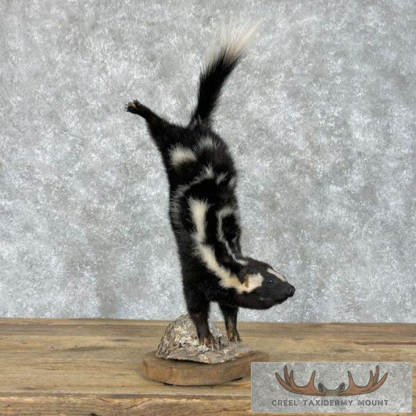 Eastern Spotted Skunk Life-Size Taxidermy Mount For Sale - Image 3