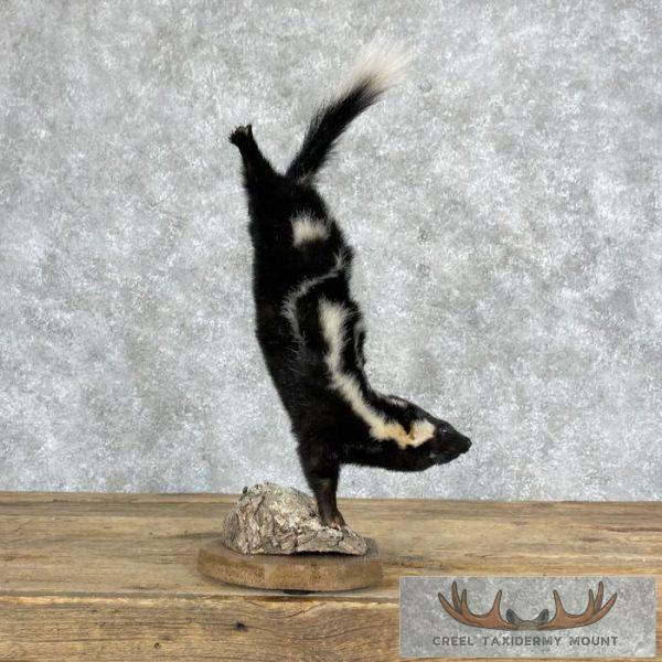 Eastern Spotted Skunk Life-Size Taxidermy Mount For Sale - Image 4