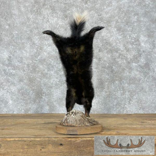 Eastern Spotted Skunk Life-Size Taxidermy Mount For Sale - Image 5