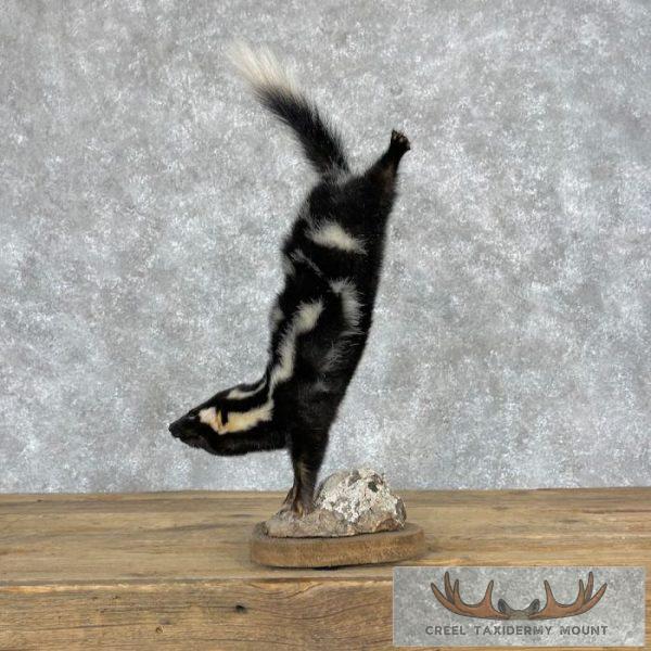Eastern Spotted Skunk Life-Size Taxidermy Mount For Sale - Image 6