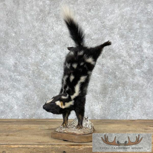 Eastern Spotted Skunk Life-Size Taxidermy Mount For Sale - Image 7