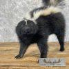 Striped Skunk Life-Size Taxidermy Mount For Sale - Image 2
