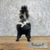 Striped Skunk Life-Size Taxidermy Mount For Sale - Image 3