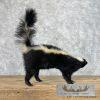 Striped Skunk Life-Size Taxidermy Mount For Sale - Image 4