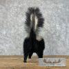 Striped Skunk Life-Size Taxidermy Mount For Sale - Image 5