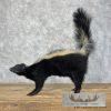 Striped Skunk Life-Size Taxidermy Mount For Sale - Image 6