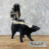 Striped Skunk Life-Size Taxidermy Mount For Sale - Image 7