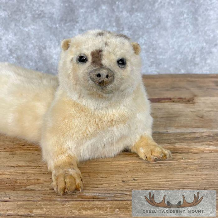 White (Leucistic) Otter Life-Size Taxidermy Mount For Sale - Image 2