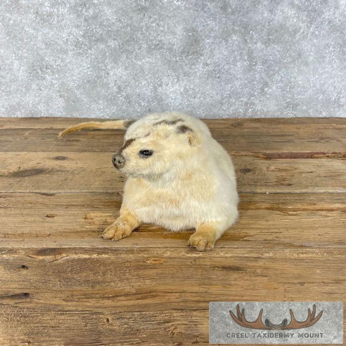 White (Leucistic) Otter Life-Size Taxidermy Mount For Sale - Image 3