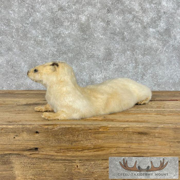 White (Leucistic) Otter Life-Size Taxidermy Mount For Sale - Image 4