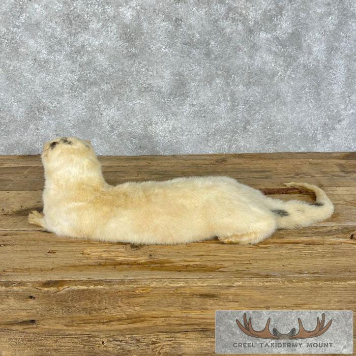 White (Leucistic) Otter Life-Size Taxidermy Mount For Sale - Image 5