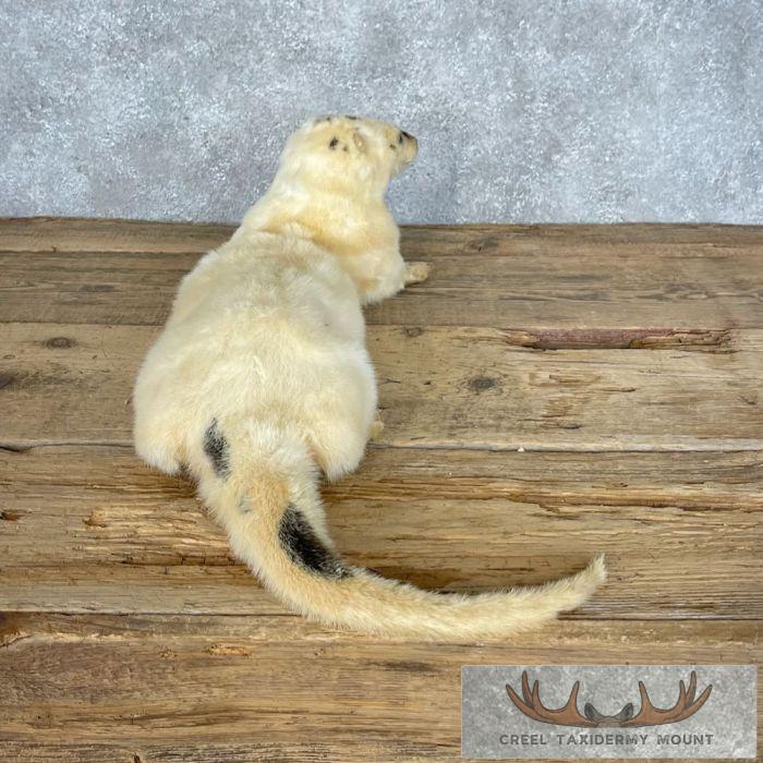 White (Leucistic) Otter Life-Size Taxidermy Mount For Sale - Image 6