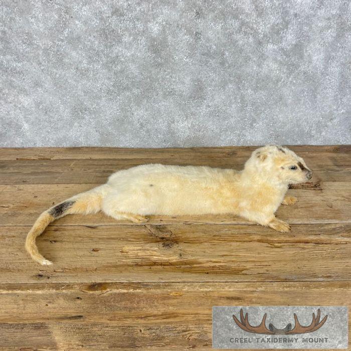 White (Leucistic) Otter Life-Size Taxidermy Mount For Sale - Image 7