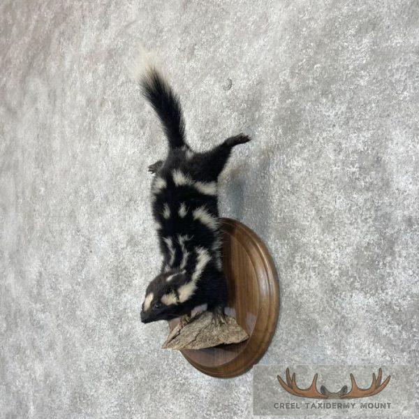 Eastern Spotted Skunk Life-Size Taxidermy Mount For Sale - Image 2