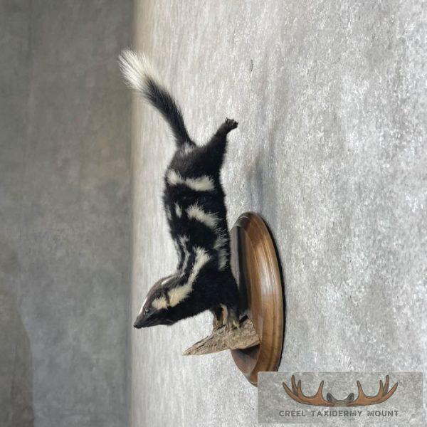 Eastern Spotted Skunk Life-Size Taxidermy Mount For Sale - Image 3