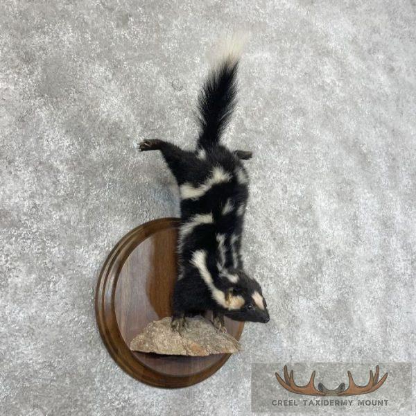 Eastern Spotted Skunk Life-Size Taxidermy Mount For Sale - Image 4