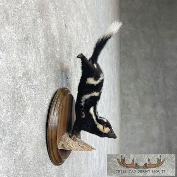 Eastern Spotted Skunk Life-Size Taxidermy Mount For Sale - Image 5