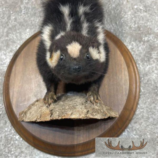 Eastern Spotted Skunk Life-Size Taxidermy Mount For Sale - Image 6