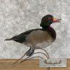 Wood Duck Cross Taxidermy Bird Mount For Sale - Image 2