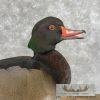 Wood Duck Cross Taxidermy Bird Mount For Sale - Image 4
