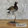Wood Duck Cross Taxidermy Bird Mount For Sale - Image 3