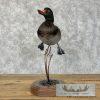 Wood Duck Cross Taxidermy Bird Mount For Sale - Image 5