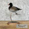 Wood Duck Cross Taxidermy Bird Mount For Sale - Image 6