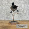 Wood Duck Cross Taxidermy Bird Mount For Sale - Image 7