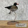 Wood Duck Cross Taxidermy Bird Mount For Sale - Image 8