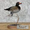 Wood Duck Cross Taxidermy Bird Mount For Sale - Image 9