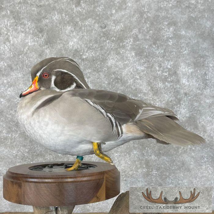 Silver Wood Duck Taxidermy Bird Mount For Sale - Image 2