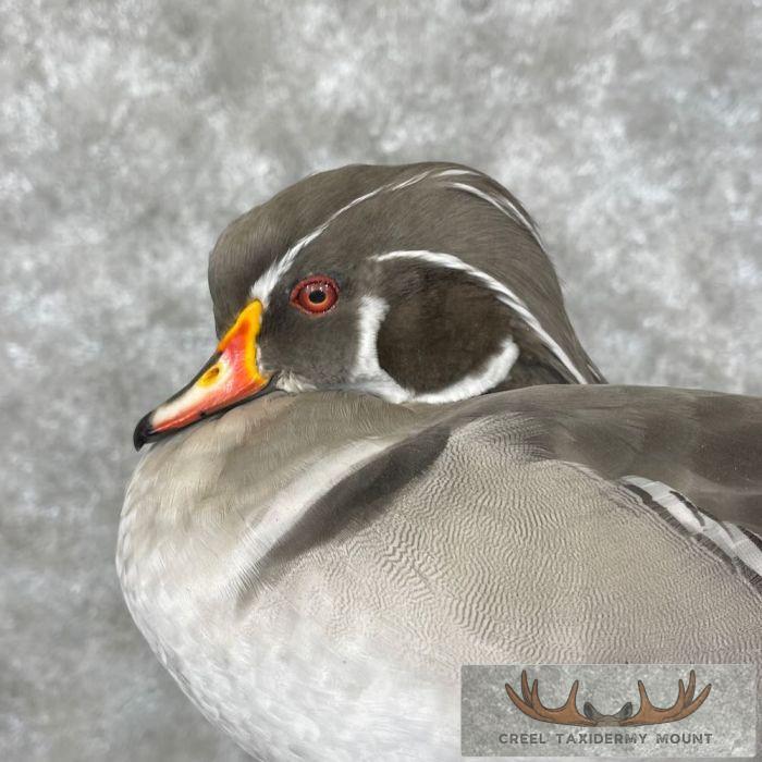 Silver Wood Duck Taxidermy Bird Mount For Sale - Image 3