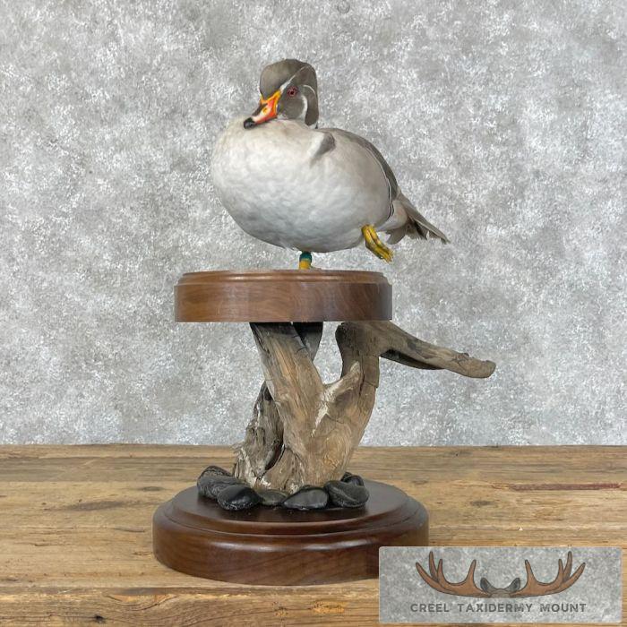 Silver Wood Duck Taxidermy Bird Mount For Sale - Image 4