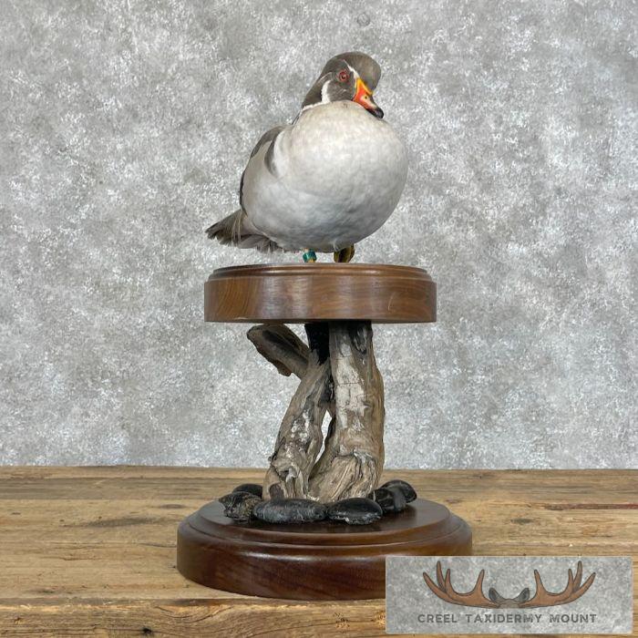 Silver Wood Duck Taxidermy Bird Mount For Sale - Image 5