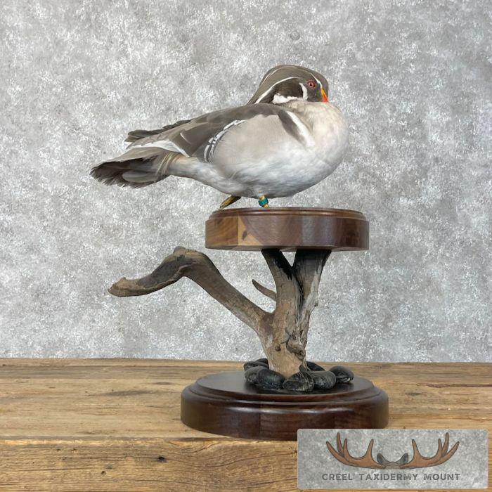 Silver Wood Duck Taxidermy Bird Mount For Sale - Image 6