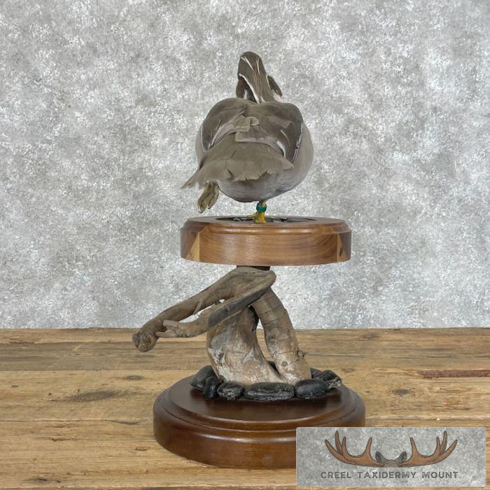 Silver Wood Duck Taxidermy Bird Mount For Sale - Image 7