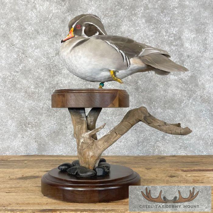 Silver Wood Duck Taxidermy Bird Mount For Sale - Image 8