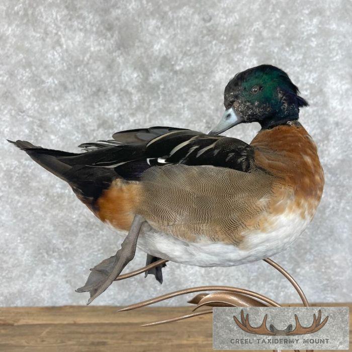 Wood Duck Cross Taxidermy Bird Mount For Sale - Image 2