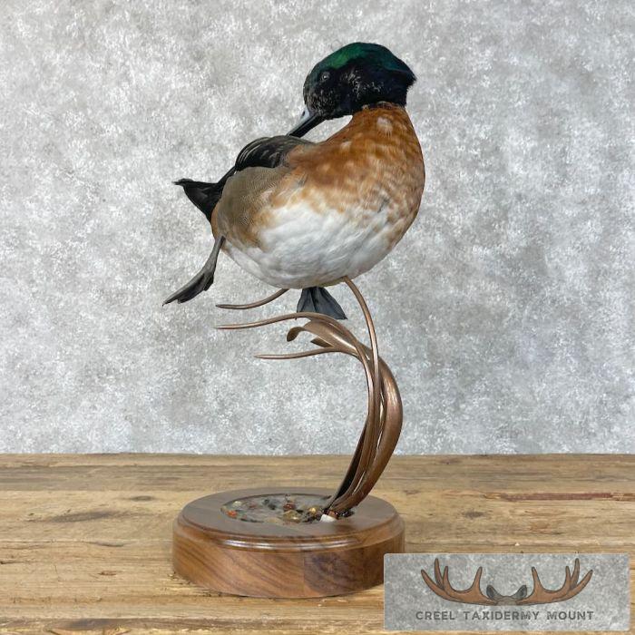 Wood Duck Cross Taxidermy Bird Mount For Sale - Image 3