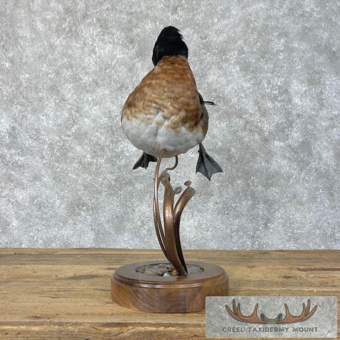 Wood Duck Cross Taxidermy Bird Mount For Sale - Image 4
